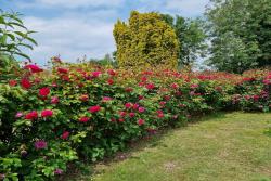 艾佛的玫瑰Ivor's Rose