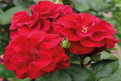 弗兰德斯玫瑰Flanders Rose