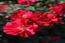 风姿花传红Kurenai