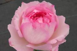 伊芙繁华都市月季优缺点