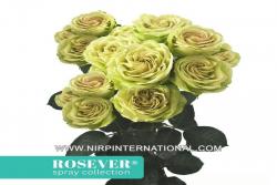 绿色玫瑰恋人Green Rosever