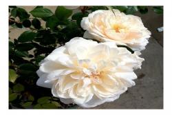 女王禧年玫瑰Queen's Jubilee Rose