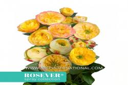 牡丹玫瑰恋人 Peonia Rosever