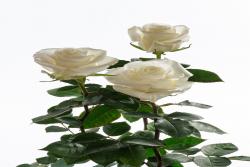 至尊白Majestic White