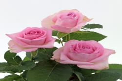 粉淑女 Pink Polite