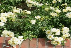 阳光玫瑰 Sunny Rose