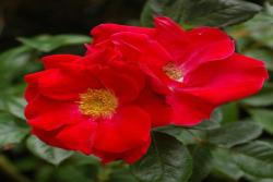 丘顿玫瑰Chewton Rose