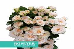 新娘玫瑰恋人 Bridal Rosever