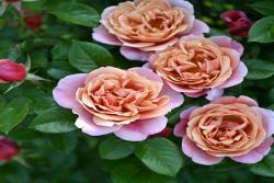 粉色复古Pink Vintage