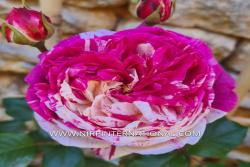 拉丁舞曲 CHA CHA CHA