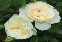 女王禧年玫瑰Queen's Jubilee Rose