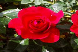伏旧园之花月季的优缺点