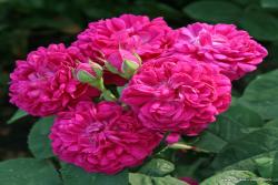 雷什特玫瑰Rose de Resht
