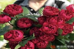 优雅树莓月季的优缺点