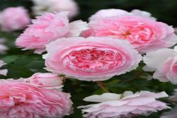 窈窕淑女 My Fair Lady