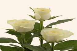阿尔卑斯玫瑰 Alpina Rosa