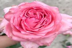 伊芙新娘月季的优缺点
