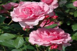 珀斯玫瑰The Perse Rose