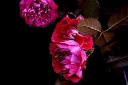 摇滚玫瑰 Rock'n Rose