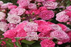 粉弗洛里兰PINK FLORILAND