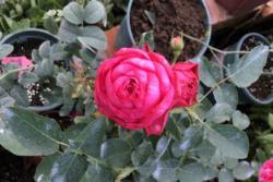伊芙日出月季的优缺点