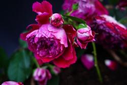 摇滚玫瑰 Rock'n Rose