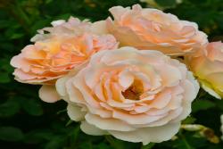 丘吉尔玫瑰The Churchill Rose