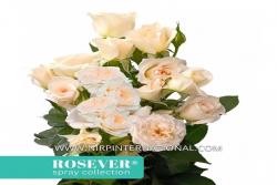 芳香玫瑰恋人 Fragrant Rosever