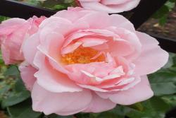 牛津药草园玫瑰Oxford Physic Rose