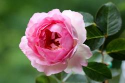 伊芙贵族香水月季的优缺点