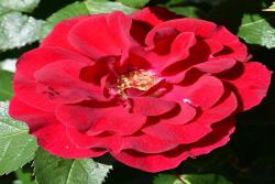 弗兰德斯玫瑰Flanders Rose