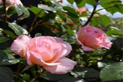 芳香庆典Fragrant Celebration
