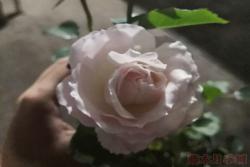 优雅精灵月季的优缺点