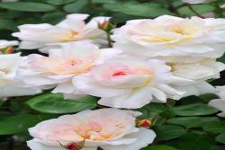 宁芙Nympha