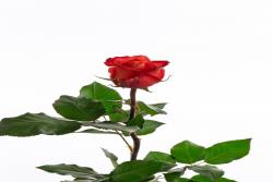 奥兰吉亚 Orangiata