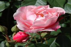 凯蒂的玫瑰Kitty's Rose