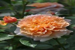 沙漏Le Sablier