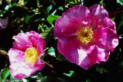 银莲花蔷薇 Laevigata Anemone