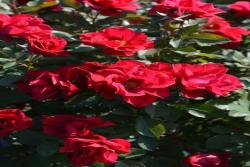 风姿花传红Kurenai