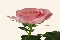 粉芭芭露Pink Babbaloo