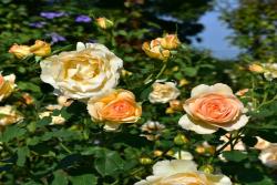 丘吉尔玫瑰The Churchill Rose