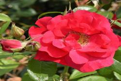 丘顿玫瑰Chewton Rose