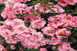 安纳西ROSE D'ANNECY