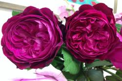 伊芙芳香花园月季的优缺点