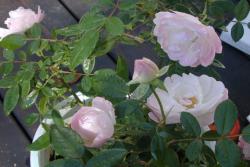 粉色母亲节 Pink Mothersday