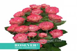 古董玫瑰恋人 Antique Rosever