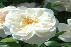 女王禧年玫瑰Queen's Jubilee Rose