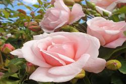 牛津药草园玫瑰Oxford Physic Rose