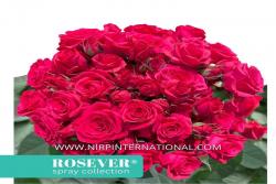 樱桃玫瑰恋人 Cherry Rosever