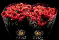 捕食者月季怎么样